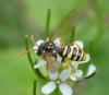 Nomada goodeniana
